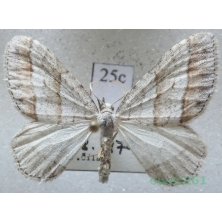 Mesotype parallelolineata (Retzius, 1783) Czech25c